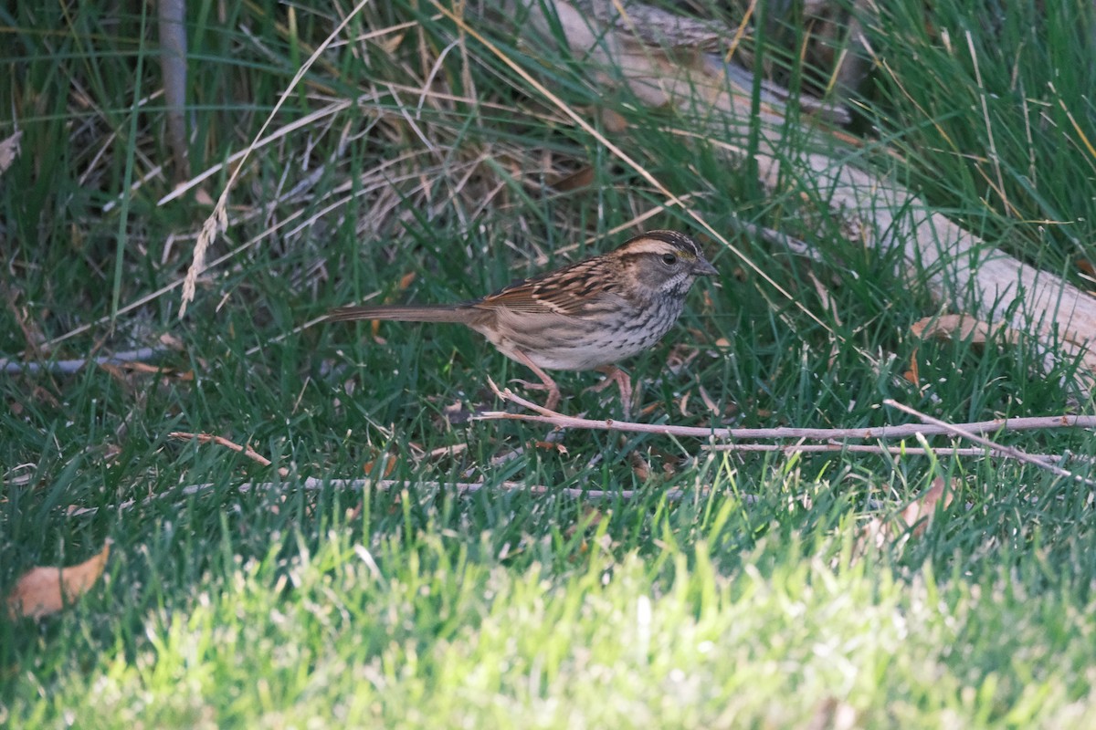 White-throated Sparrow - ML496270121