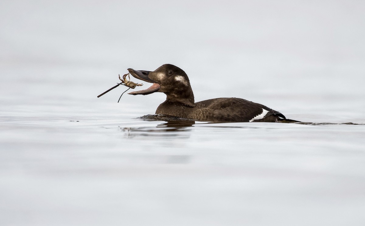 White-winged Scoter - Christian Briand