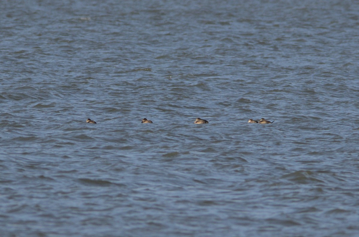 Ruddy Duck - ML496275051