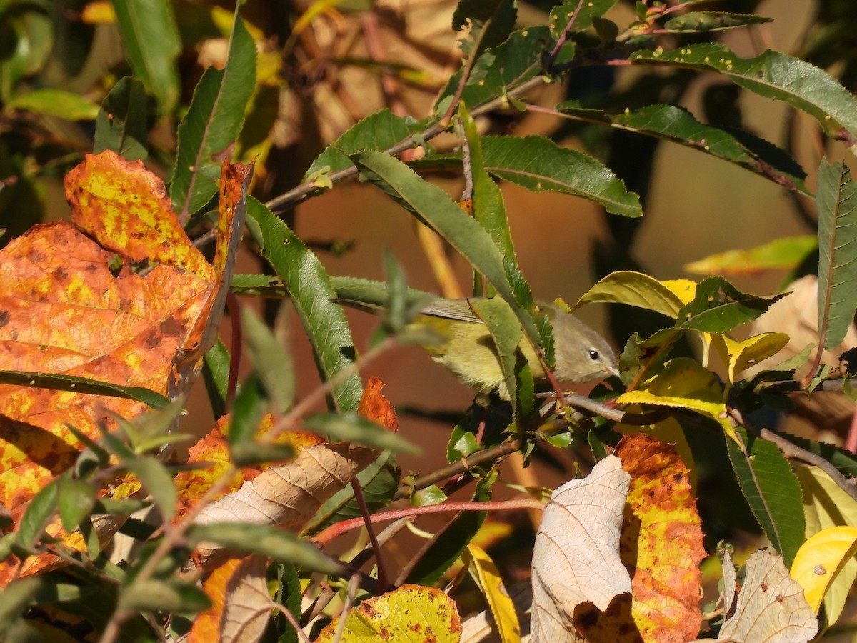 Orange-crowned Warbler - ML496275091