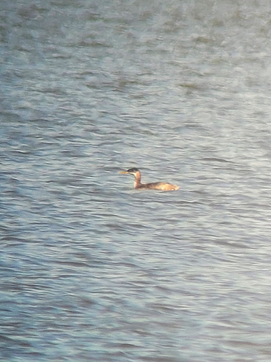 Red-necked Grebe - ML496276281