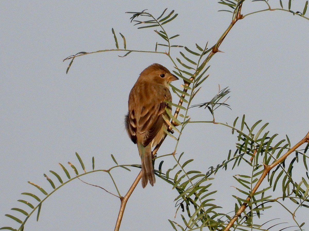Indigo Bunting - ML496276441