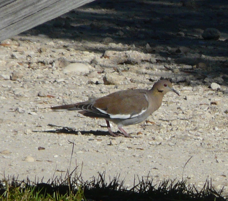 White-winged Dove - ML496277241
