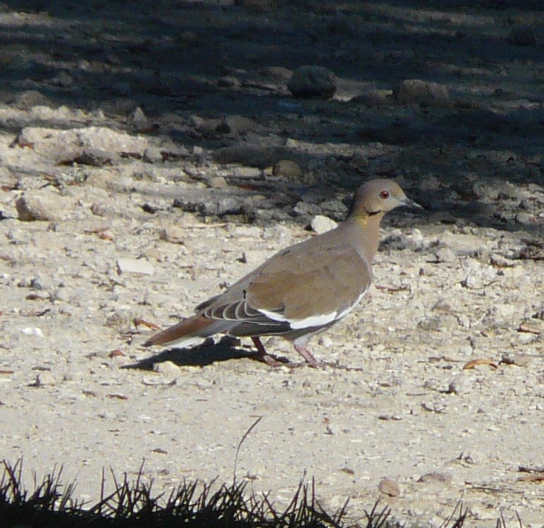 White-winged Dove - ML496277331