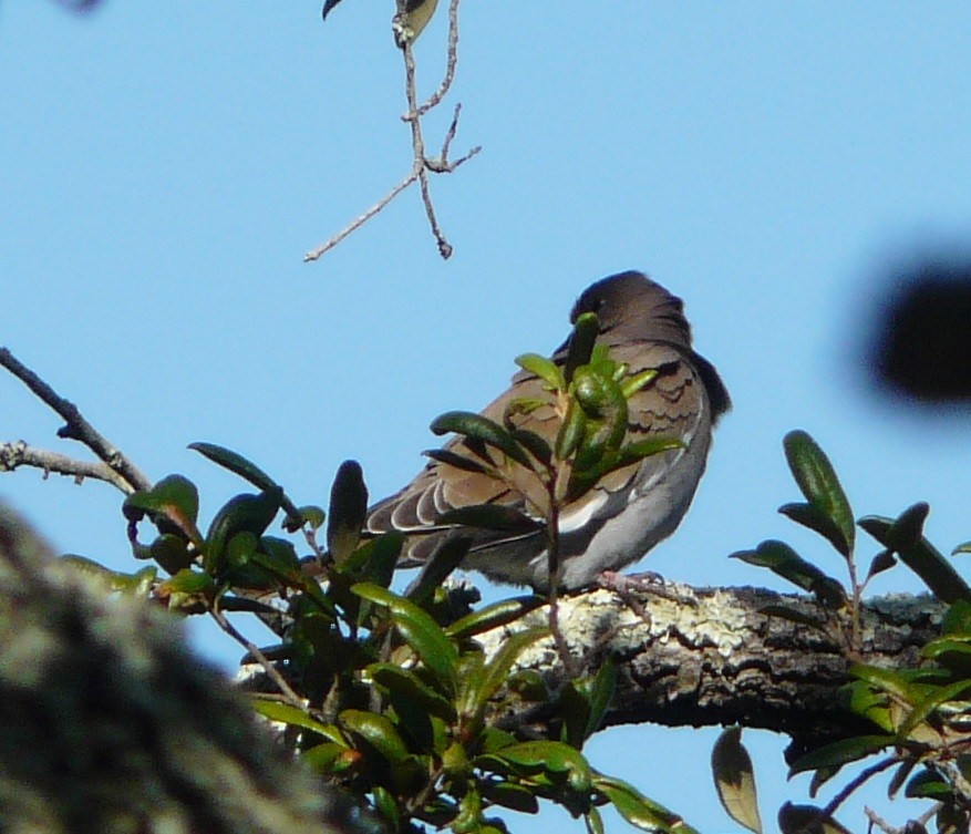 White-winged Dove - ML496277371