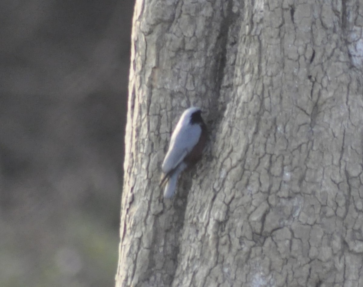 Indian Nuthatch - Reva Duraphe