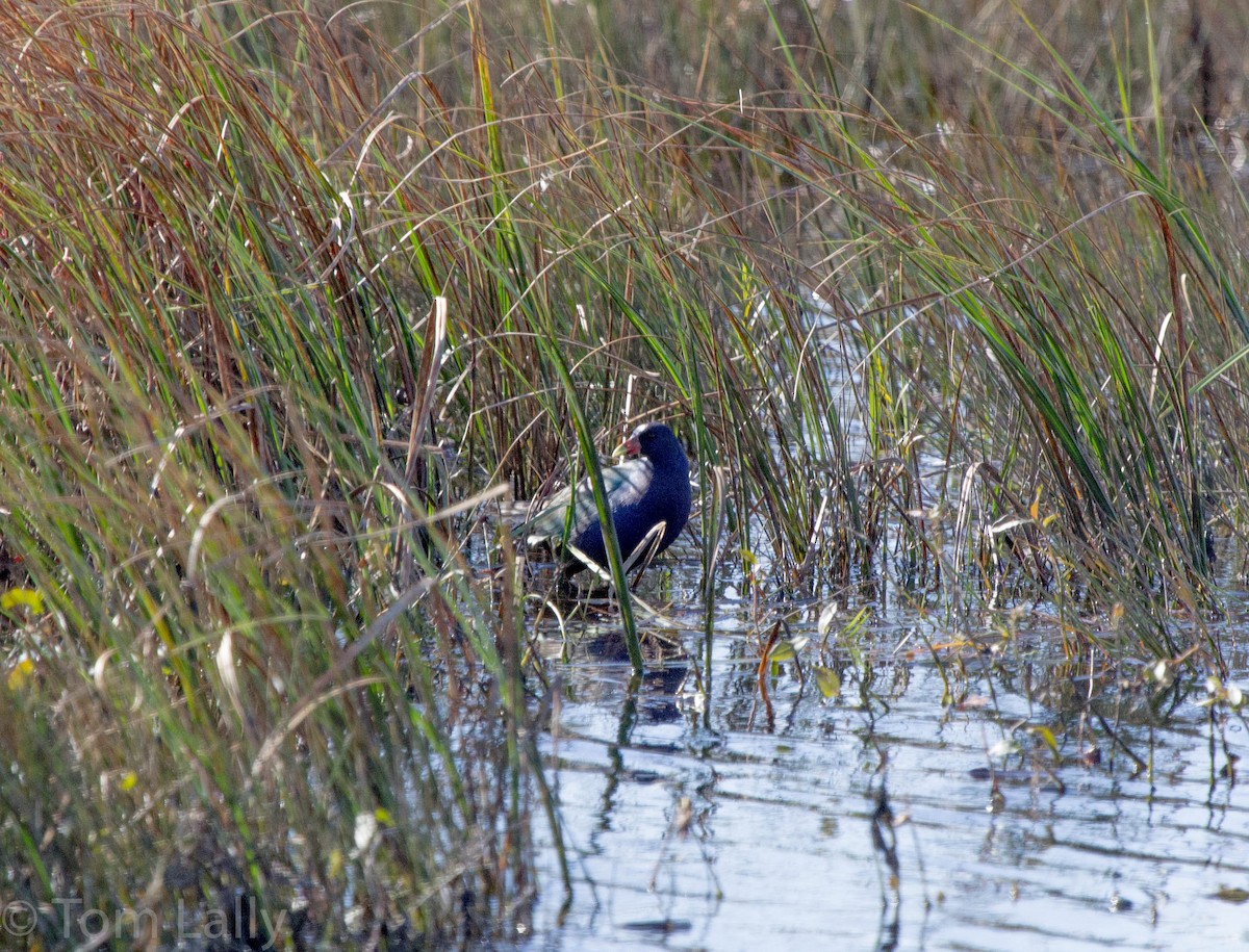 Purple Gallinule - ML49627881