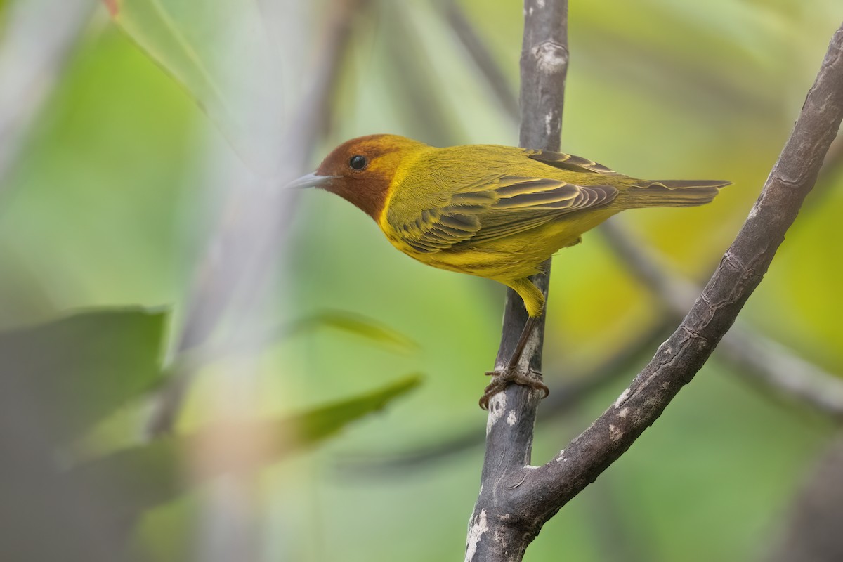 Yellow Warbler (Mangrove) - Adam Jackson