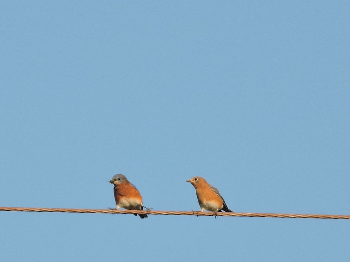 Eastern Bluebird - ML496279231