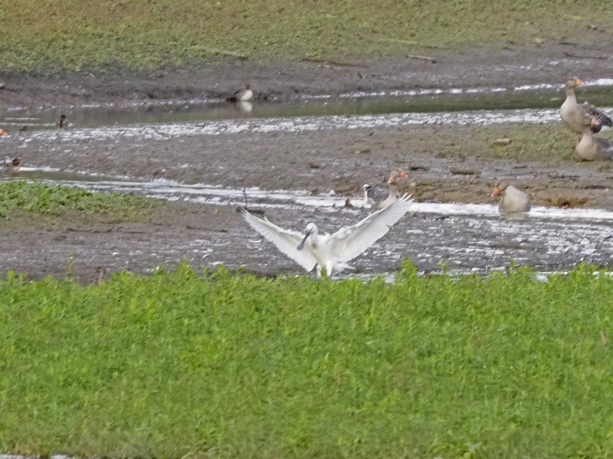 Eurasian Spoonbill - ML496279811