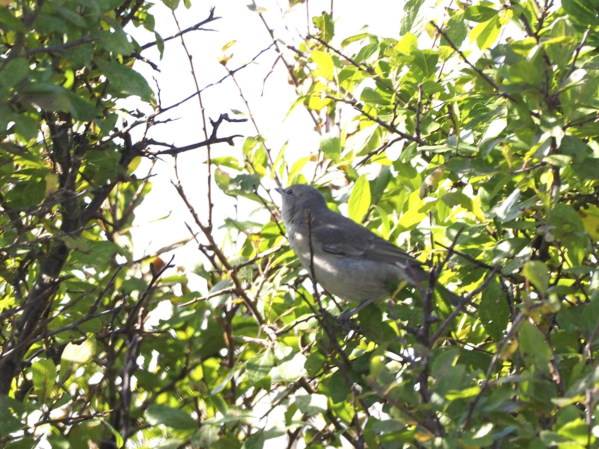 Barred Warbler - ML496280221