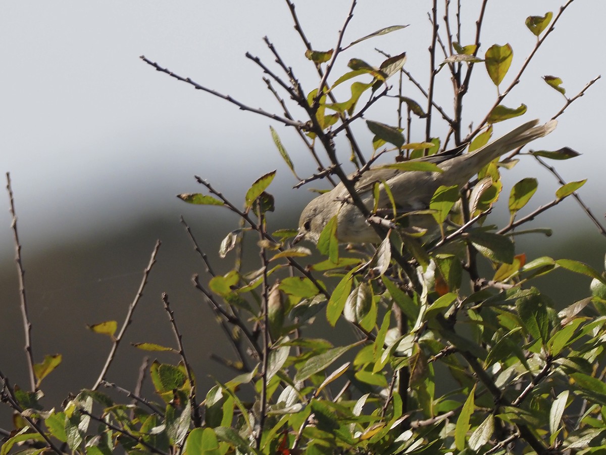 Barred Warbler - ML496280231