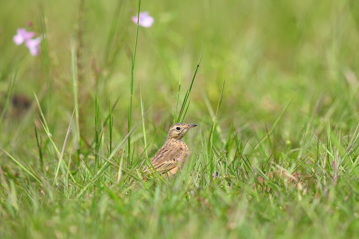 Blyth's Pipit - ML496280651