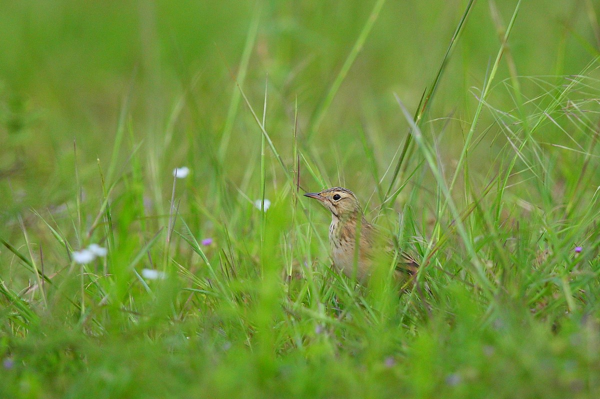 Blyth's Pipit - ML496280761