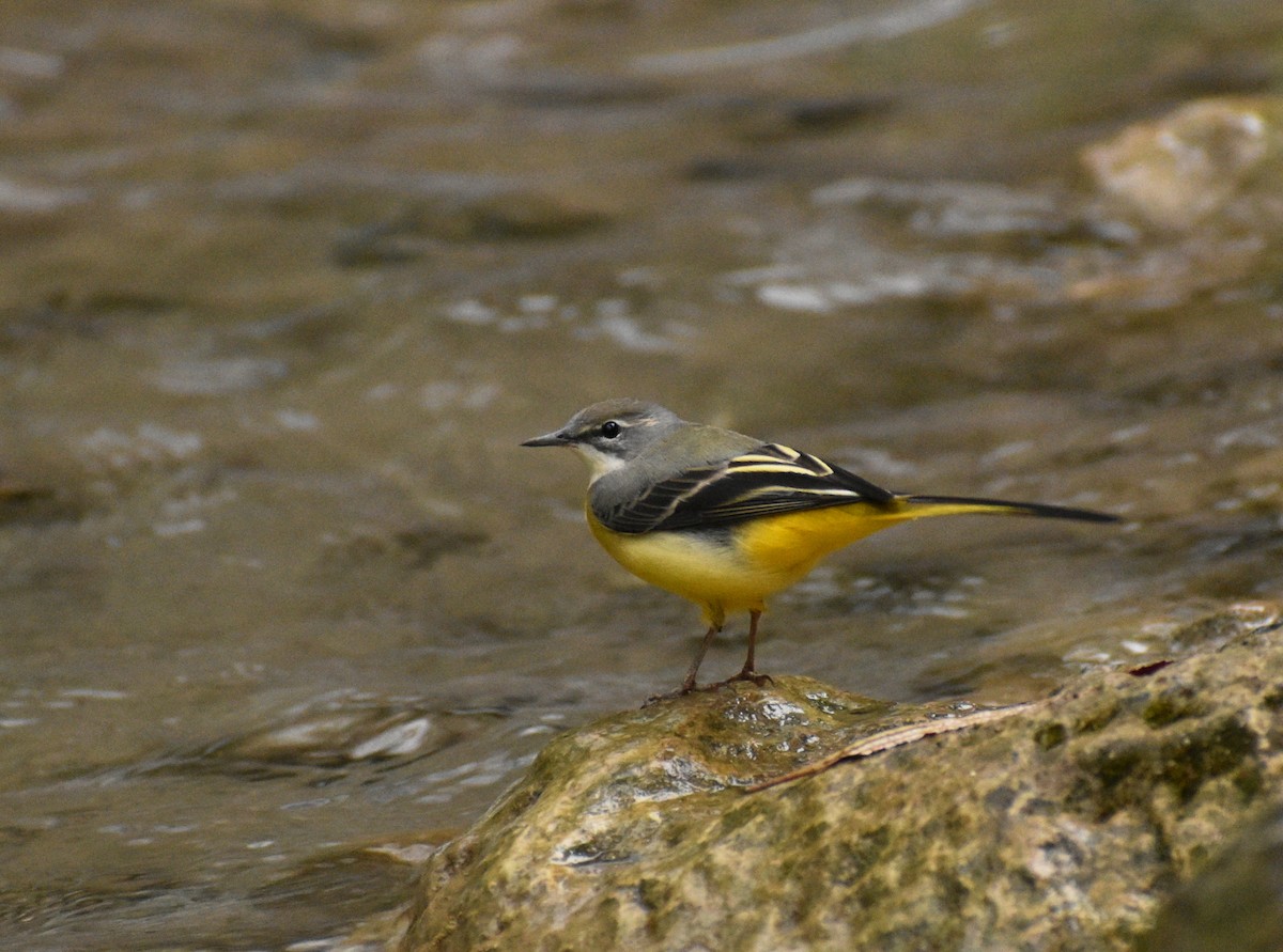 Gray Wagtail - ML496281771