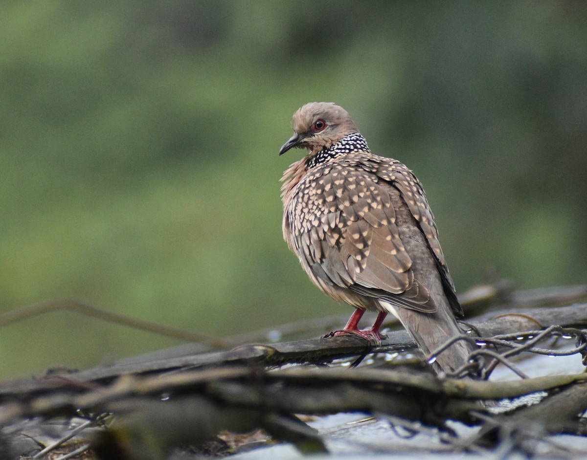 珠頸斑鳩 - ML496281871