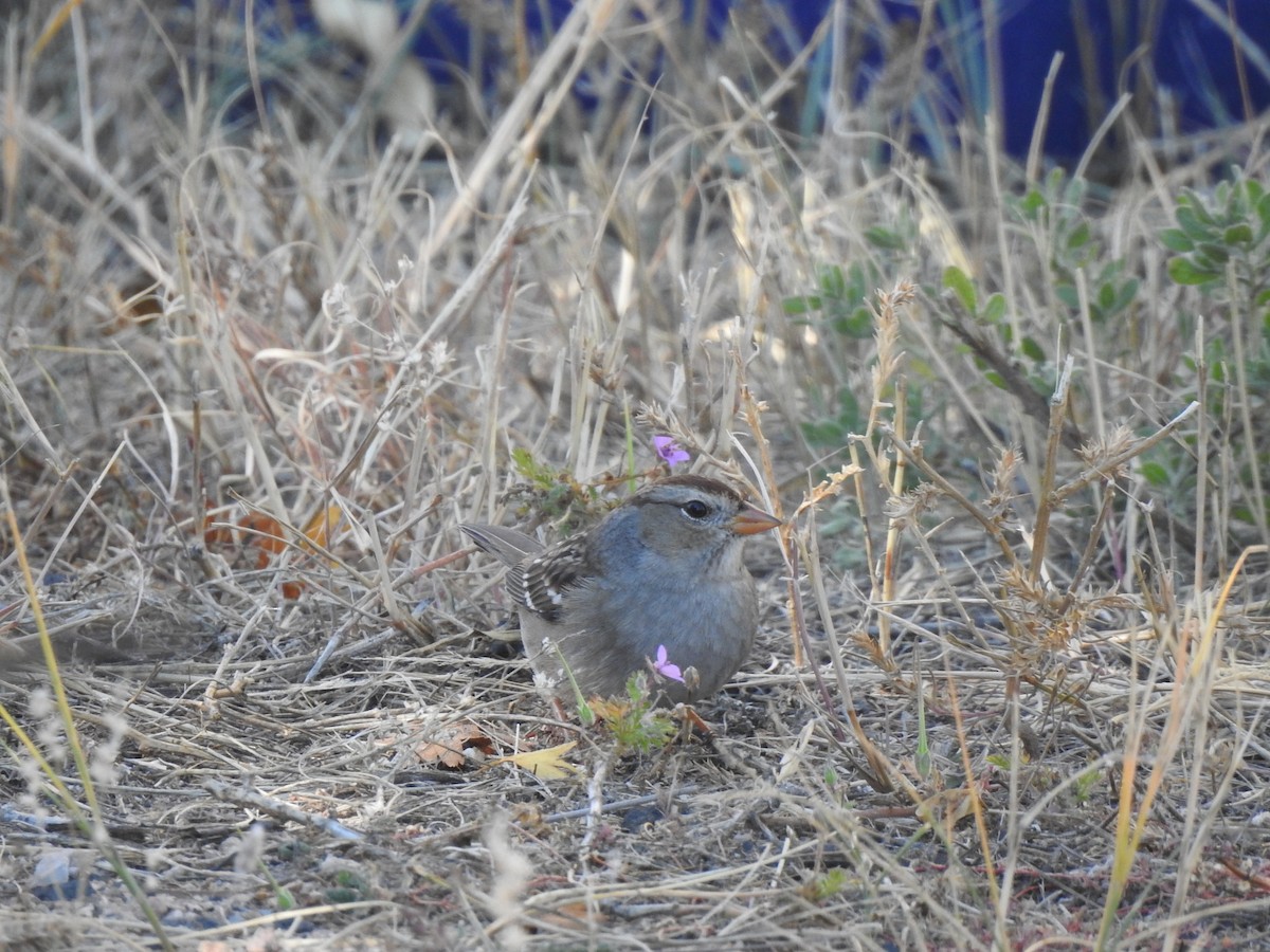 White-crowned Sparrow (Gambel's) - ML496282051