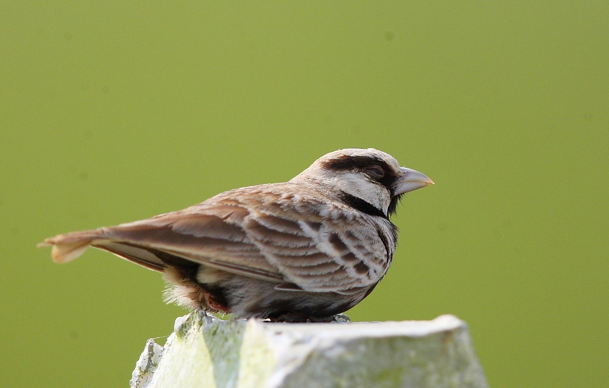 Ashy-crowned Sparrow-Lark - Pranay Juvvadi