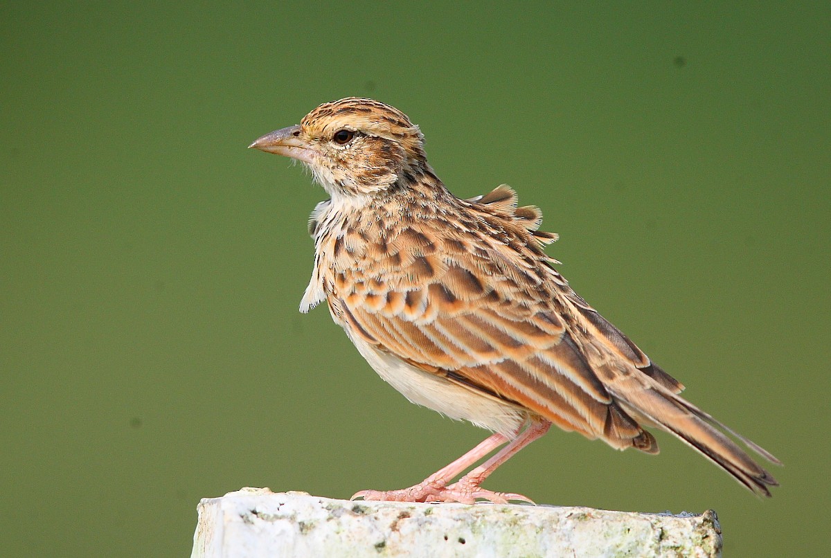 Indian Bushlark - Pranay Juvvadi