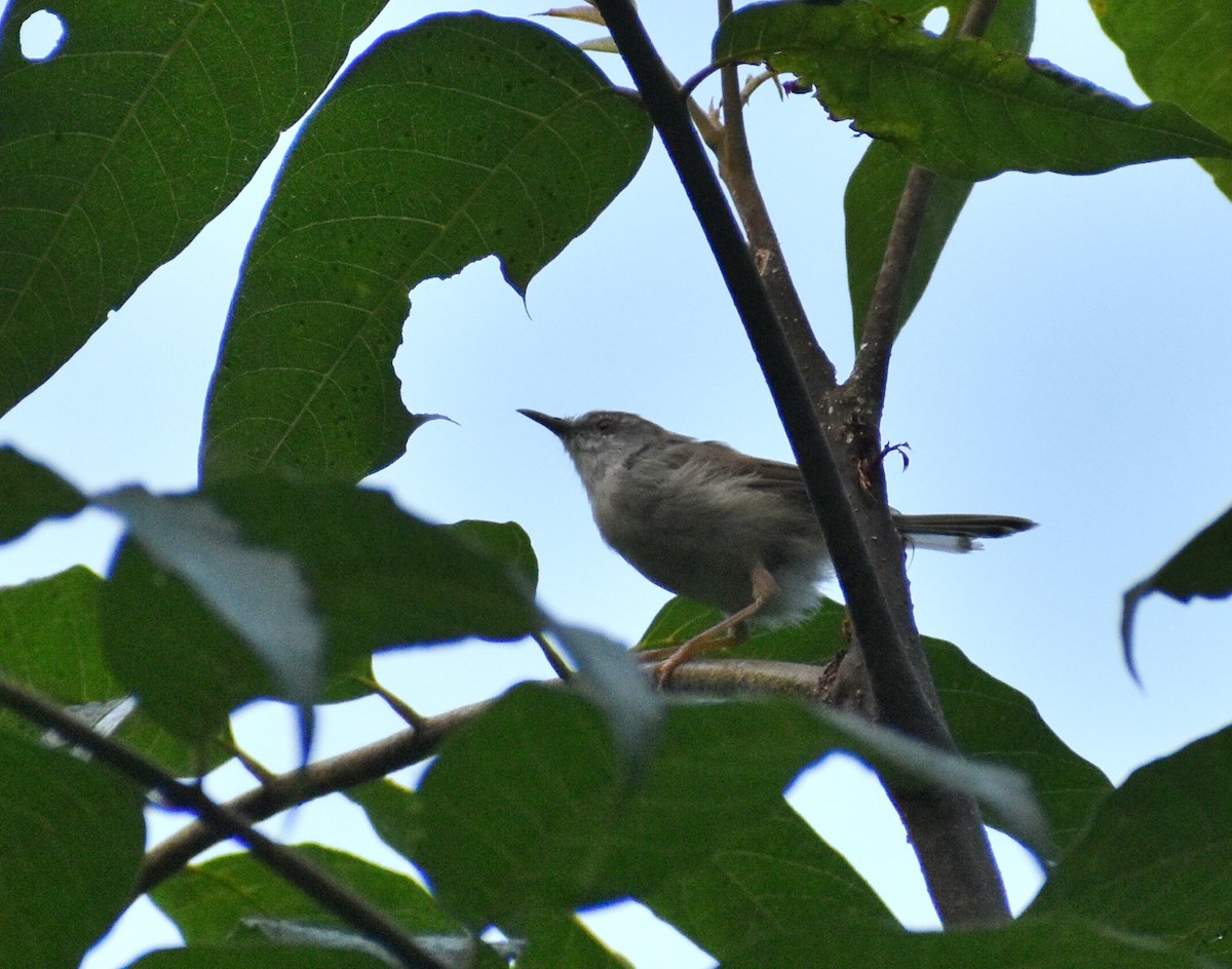 Jungle Prinia - ML496283121