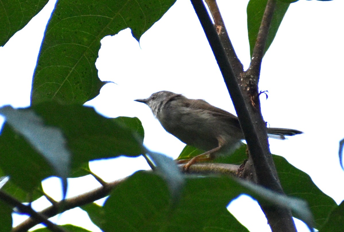 Prinia Selvática - ML496283131