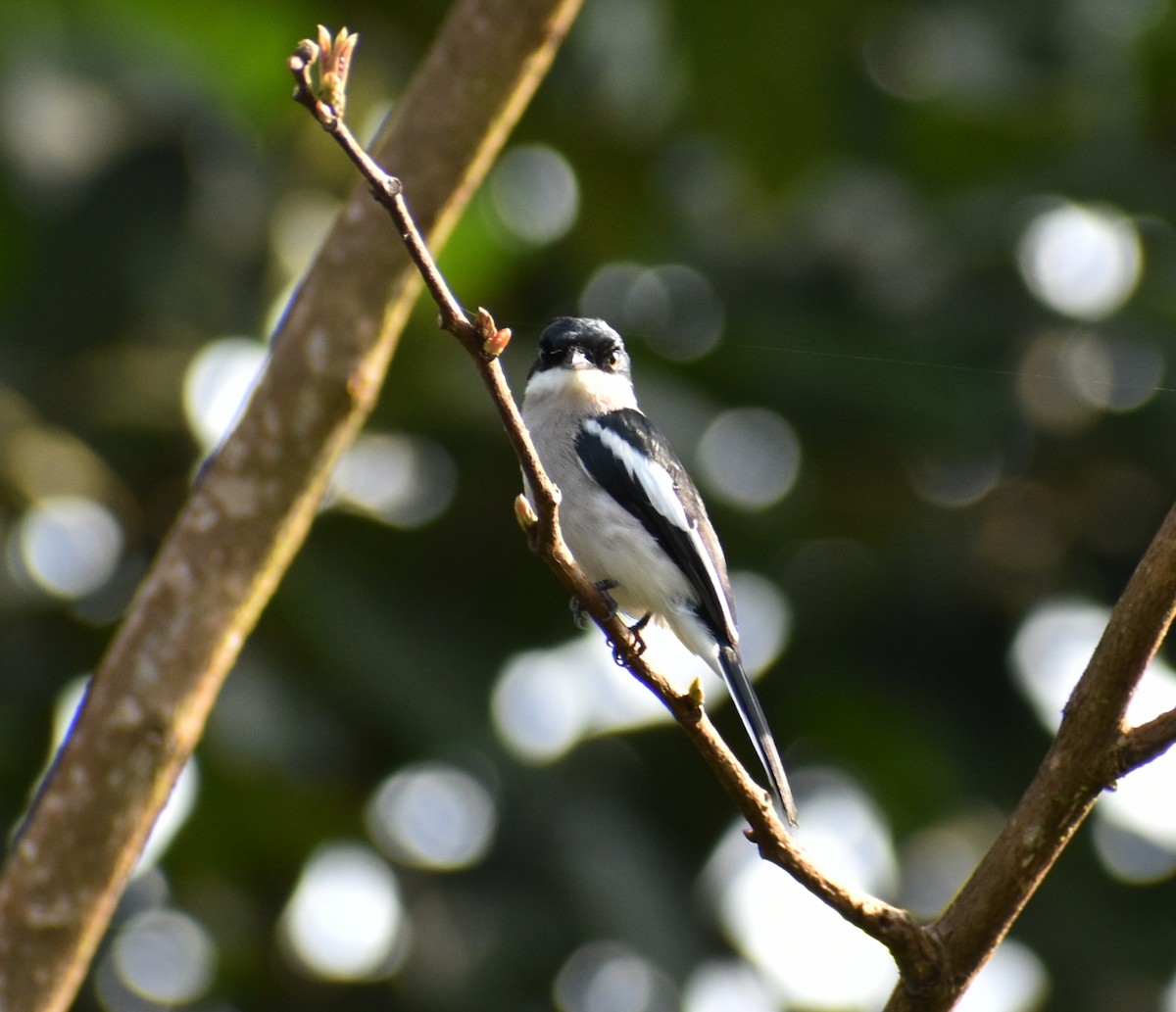 Bar-winged Flycatcher-shrike - ML496285281