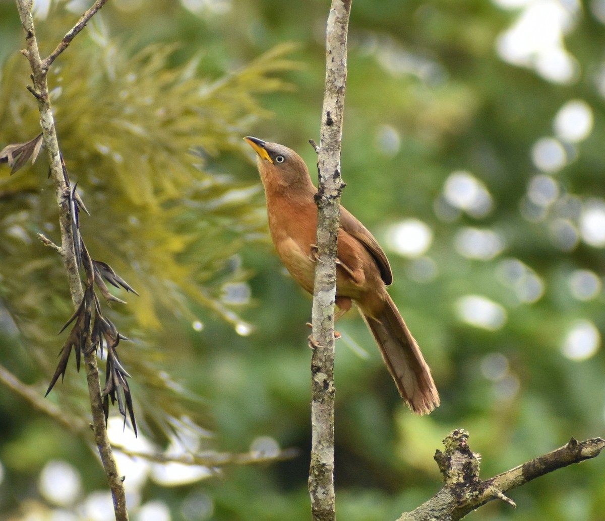 Rufous Babbler - Udiyaman Shukla