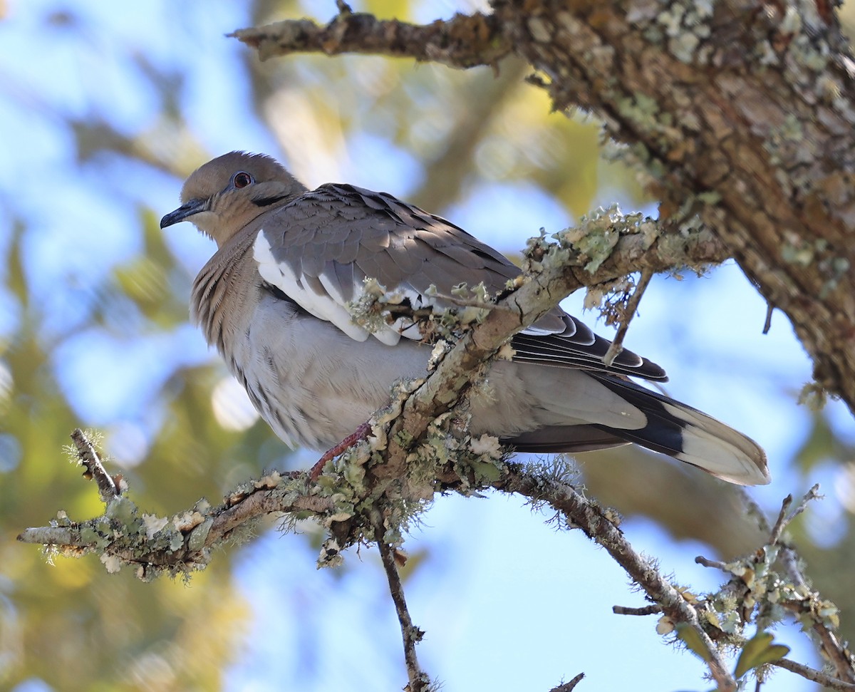 White-winged Dove - ML496286651