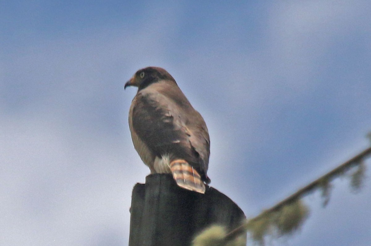 Roadside Hawk - ML496287341