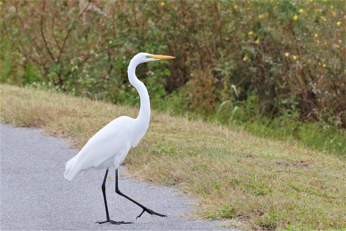 Great Egret - ML496288101