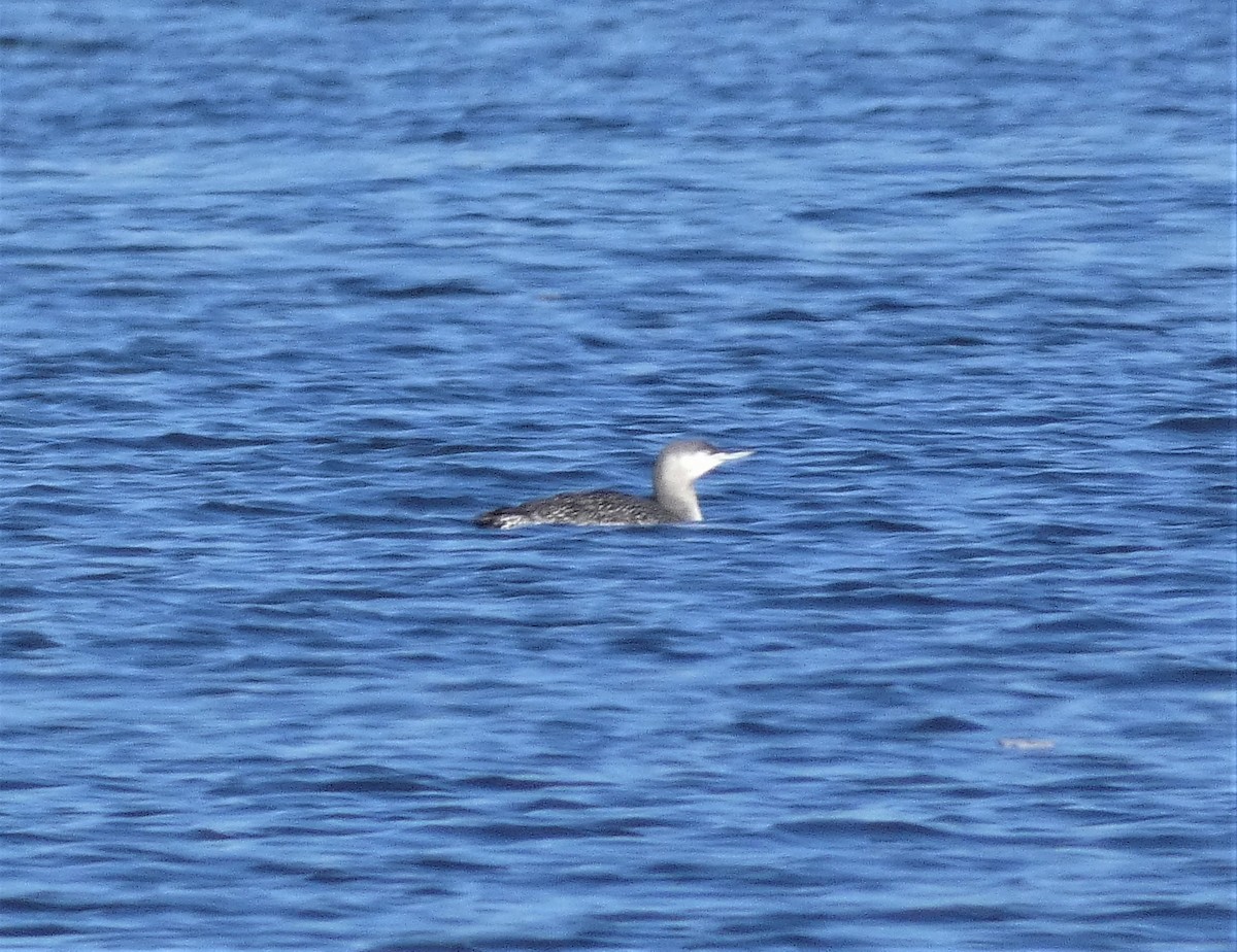 Red-throated Loon - ML496289291