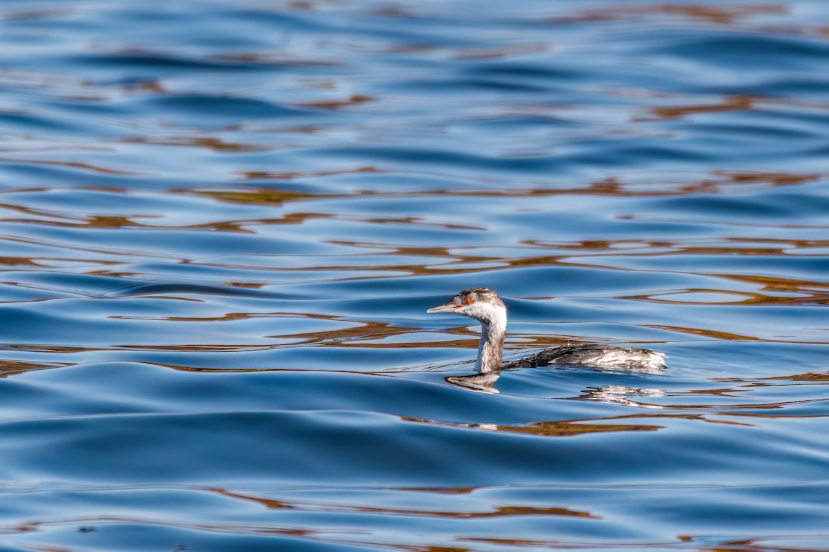 Horned Grebe - ML496289421