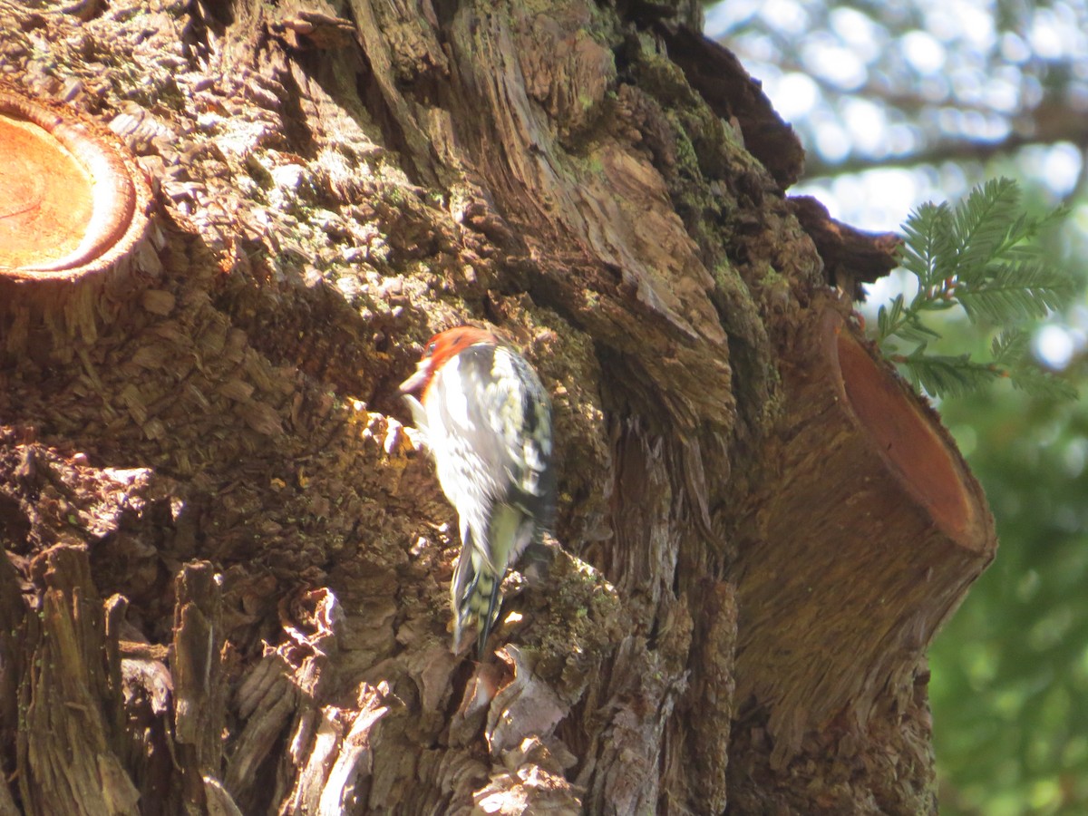 Red-breasted Sapsucker - ML496289601