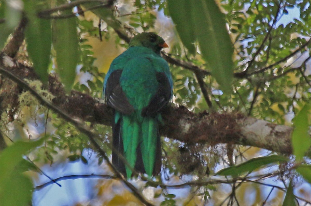Quetzal Cabecidorado - ML496290681