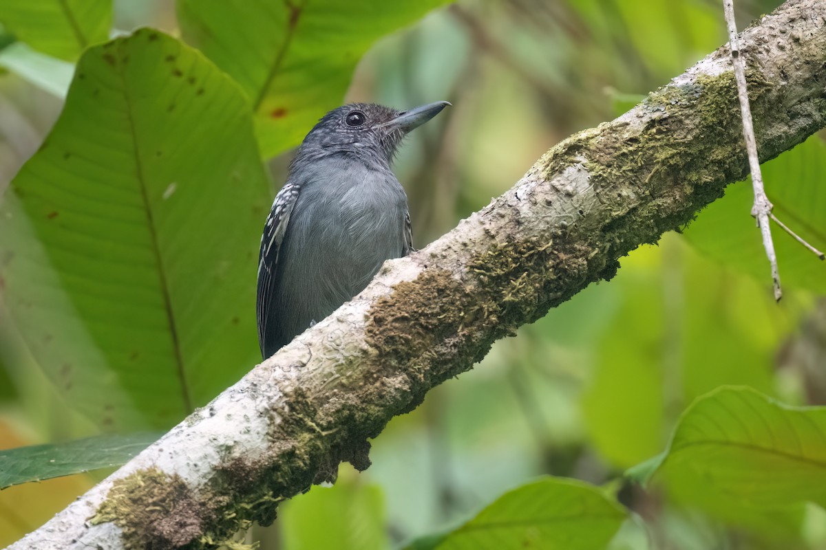 Black-crowned Antshrike - Adam Jackson