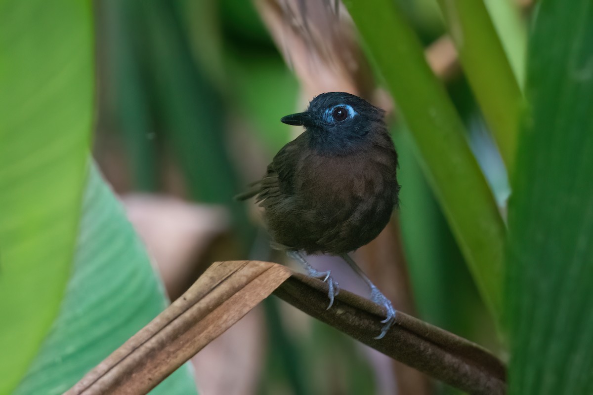 Chestnut-backed Antbird - ML496291341