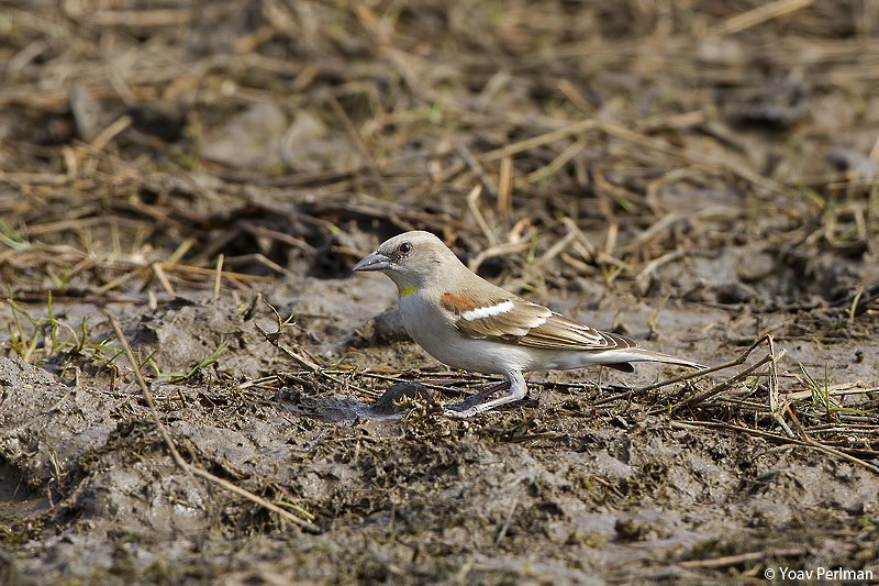 Yellow-throated Sparrow - Yoav Perlman