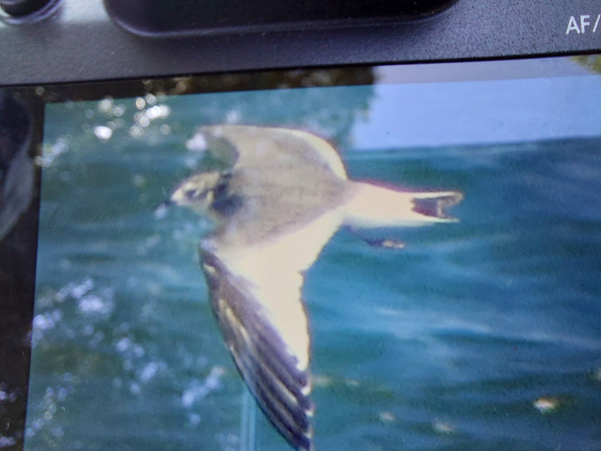 Sabine's Gull - Valeri Ponzo