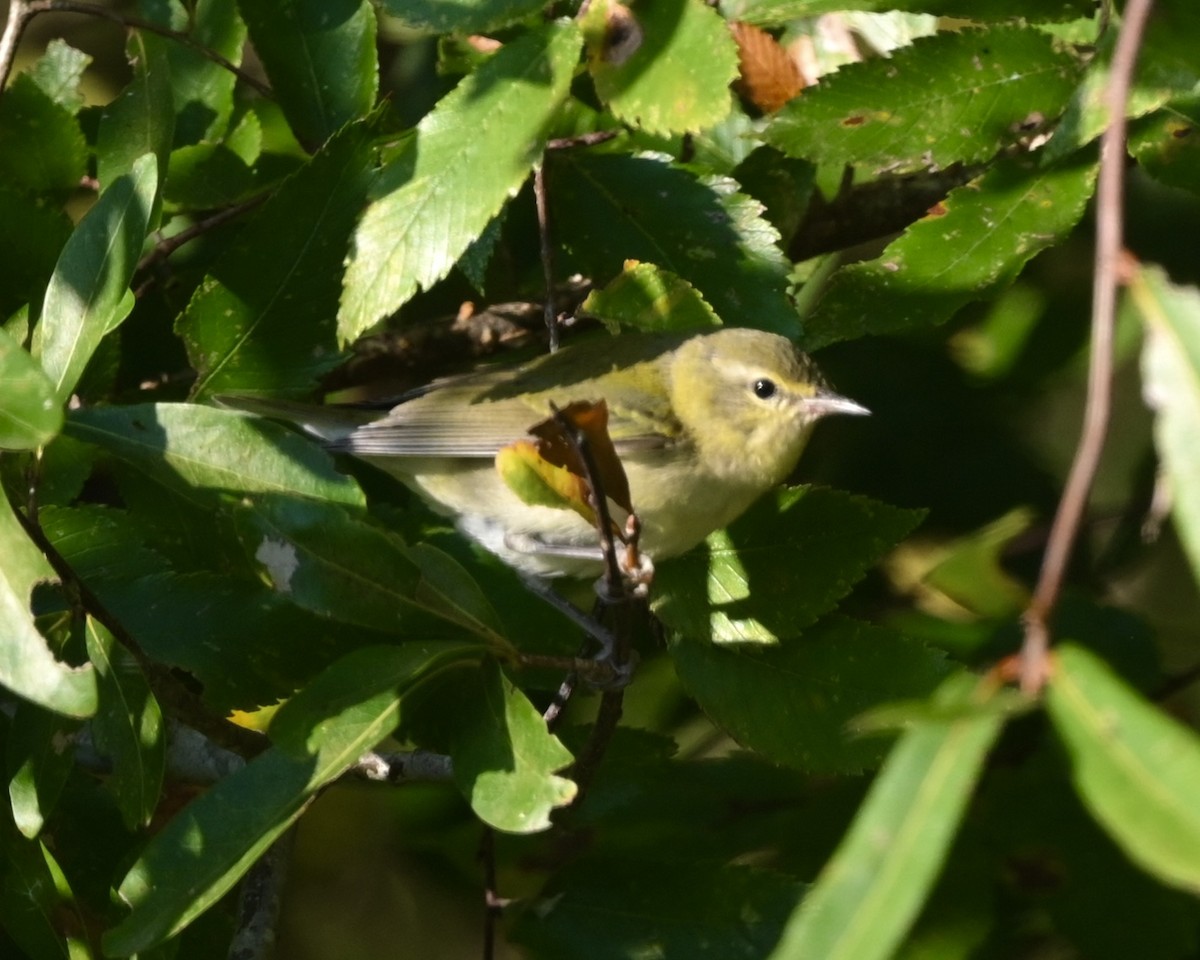 Tennessee Warbler - Joe Wujcik