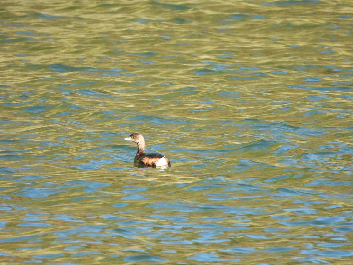 Pied-billed Grebe - ML496293351