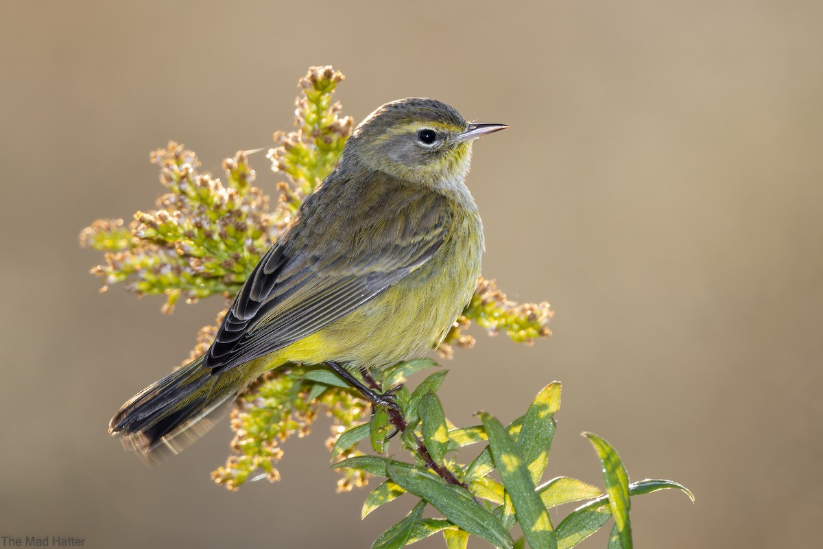 Palm Warbler - Kevin  Fox