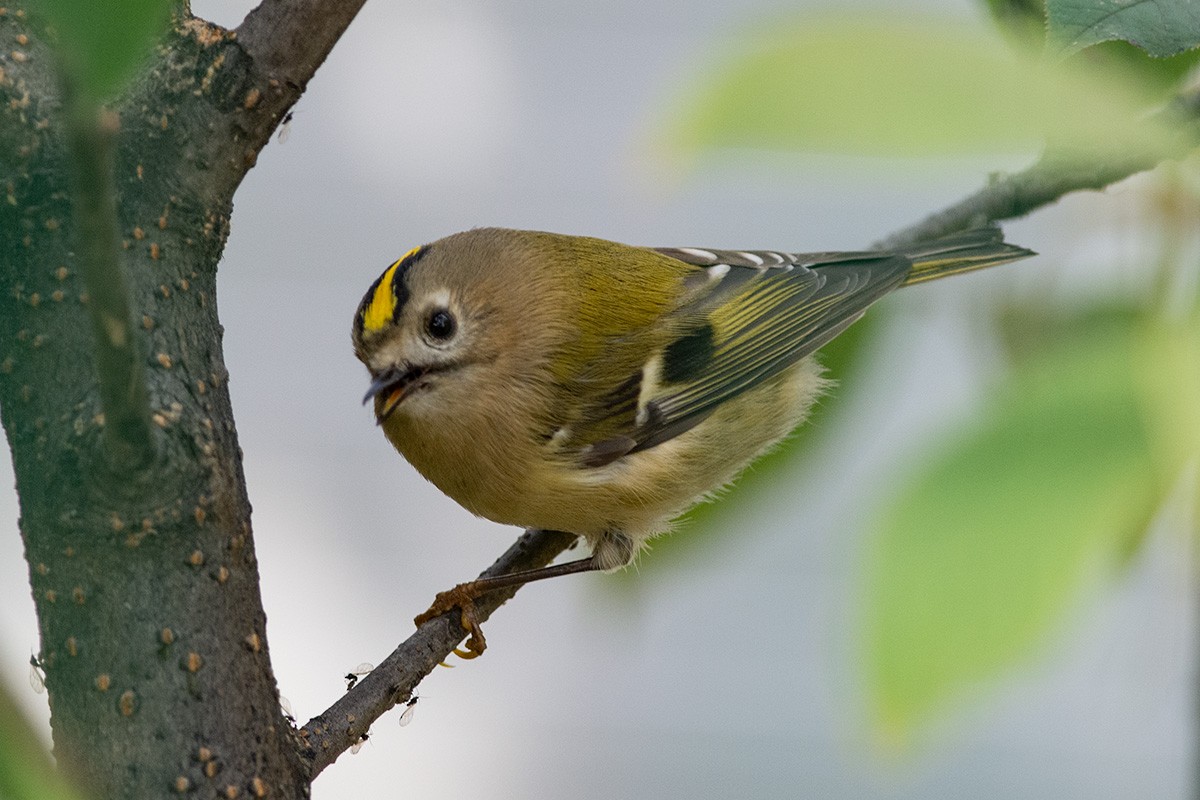 Goldcrest - ML496293761