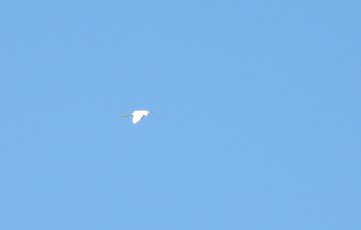 Snowy Egret - ML496293811