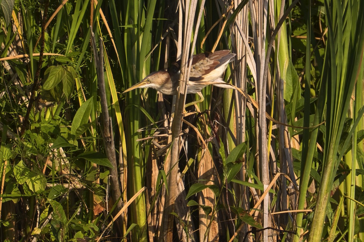 Least Bittern - ML496293911