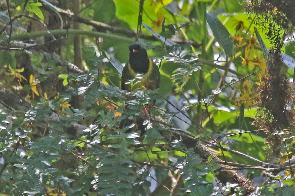 Cotinga à queue rayée - ML496294171