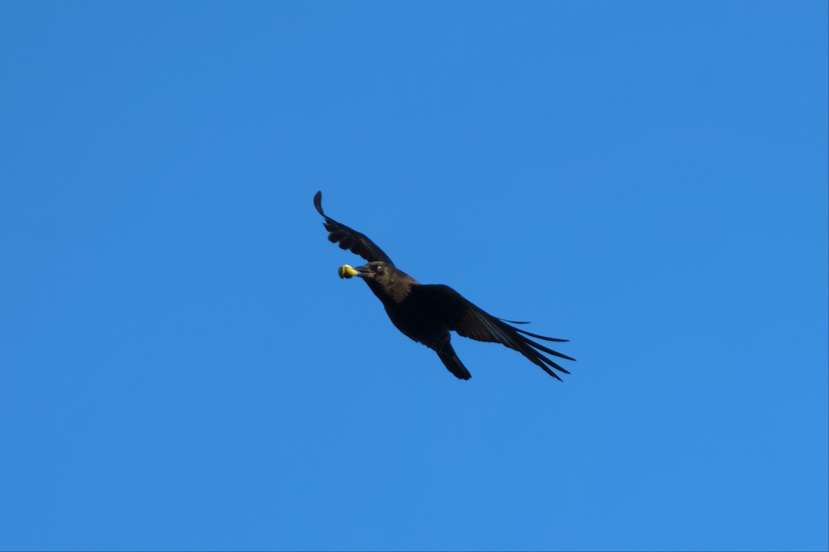 American Crow - ML496294791