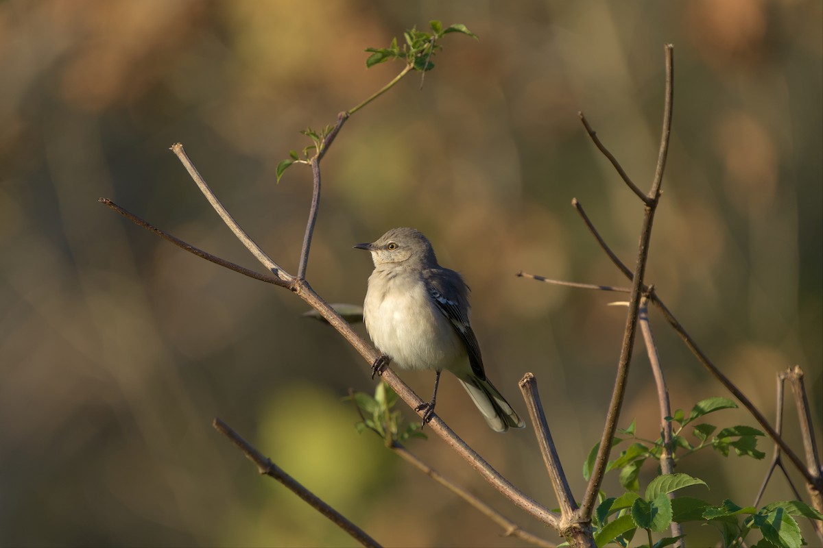 Northern Mockingbird - ML496294881