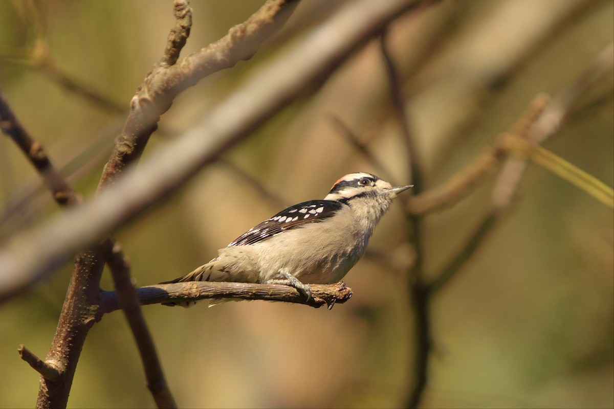 Downy Woodpecker - ML496294971