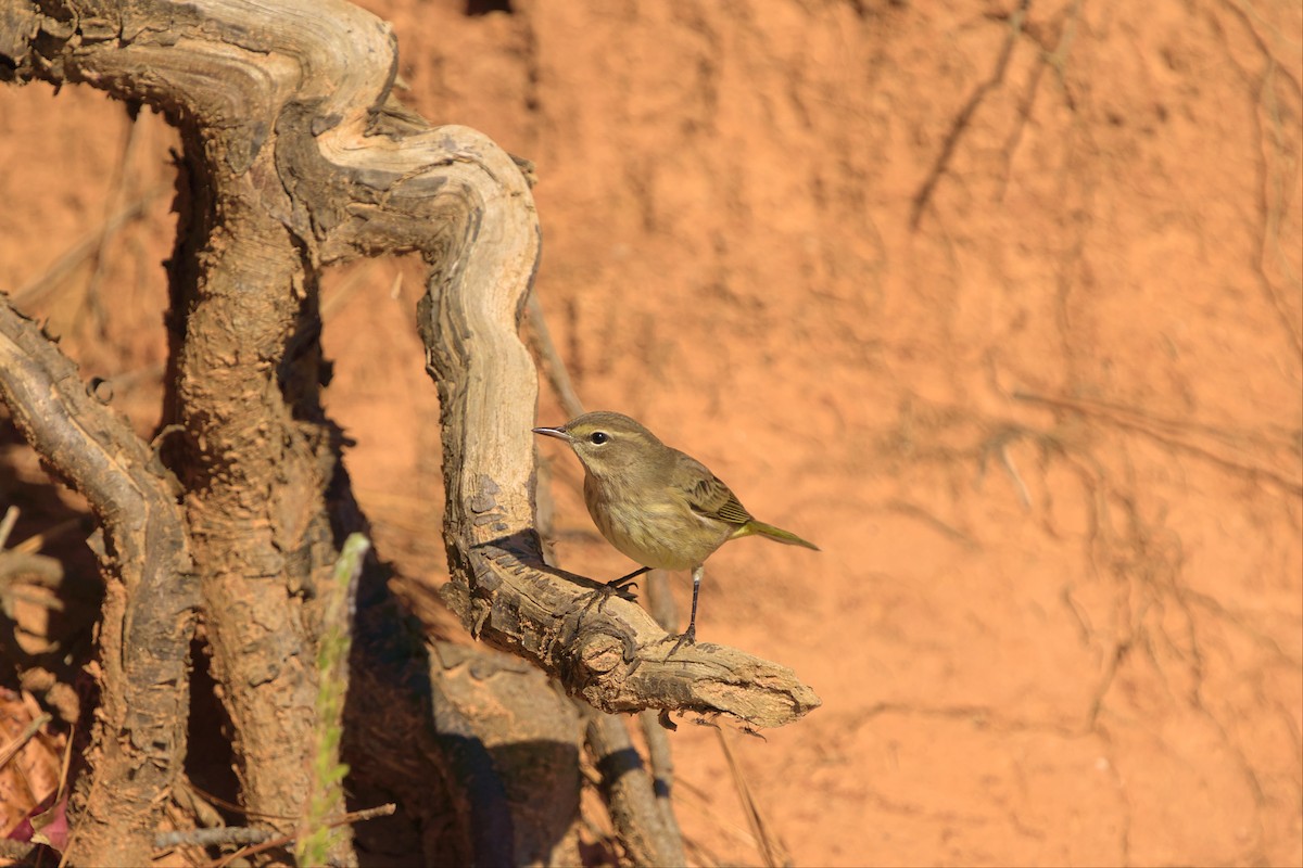Palm Warbler - ML496295171