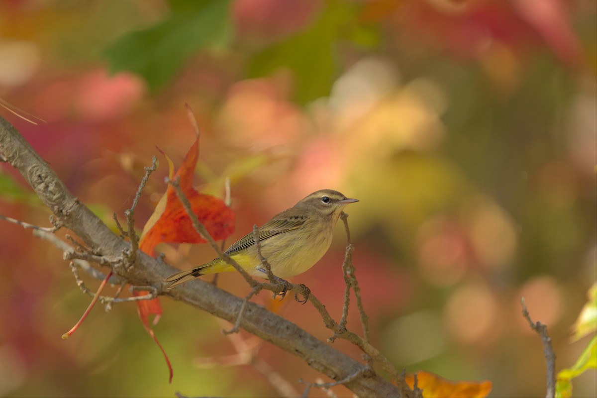 Palm Warbler - Mark Montazer